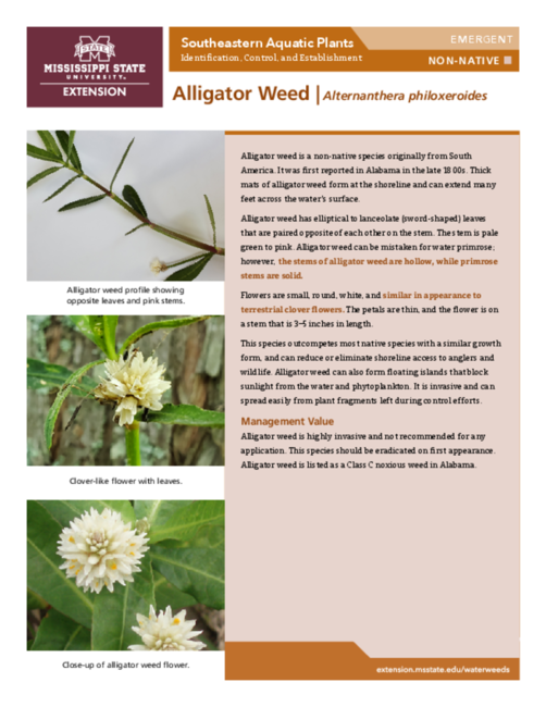 Preview of P3735-14_alligator_weed