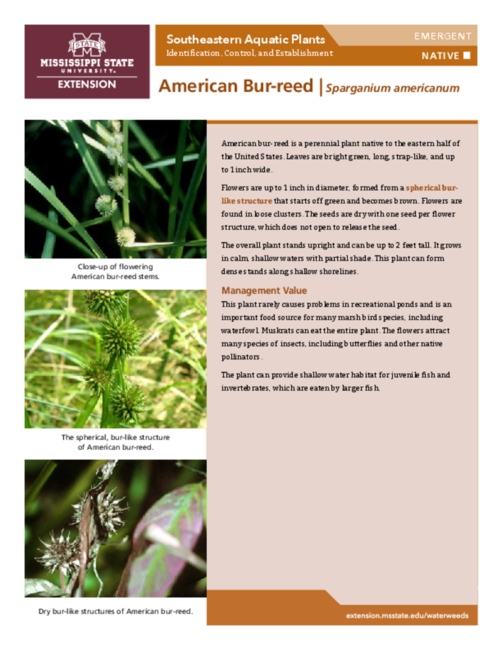 Preview of P3735-15_american_bur-reed