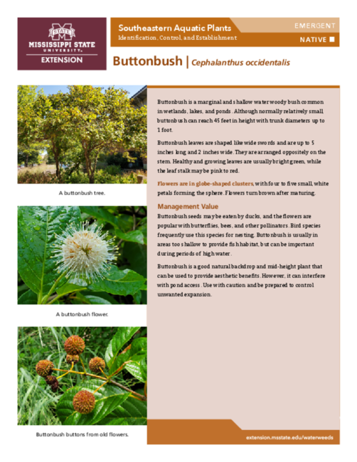 Preview of P3735-20_buttonbush