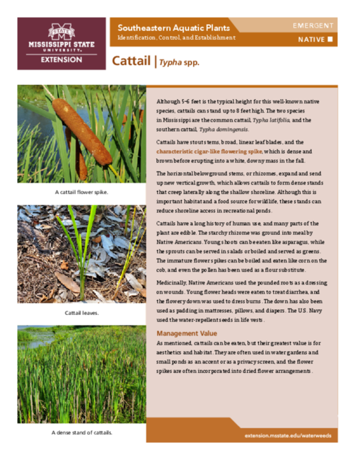 Preview of P3735-21_cattail