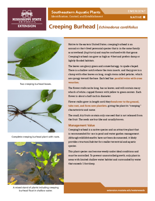 Preview of P3735-22_creeping_burhead