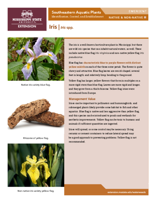 Preview of P3735-25_iris