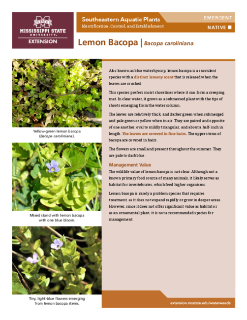 Preview of P3735-27_lemonbacopa