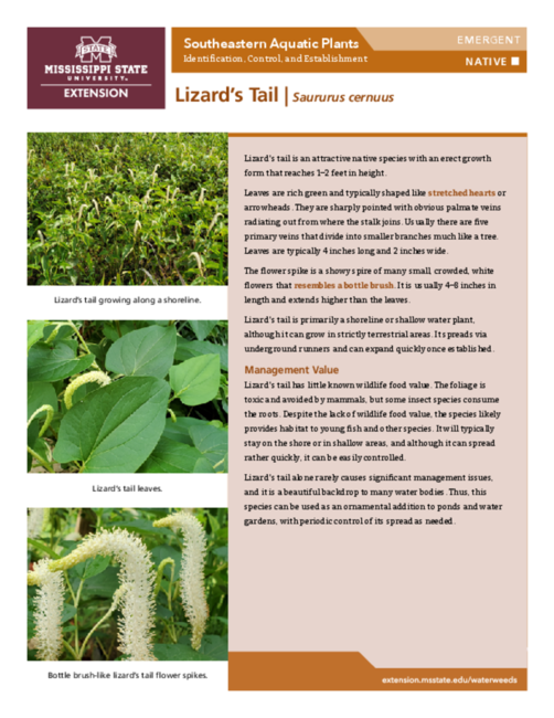 Preview of P3735-28_lizardstail