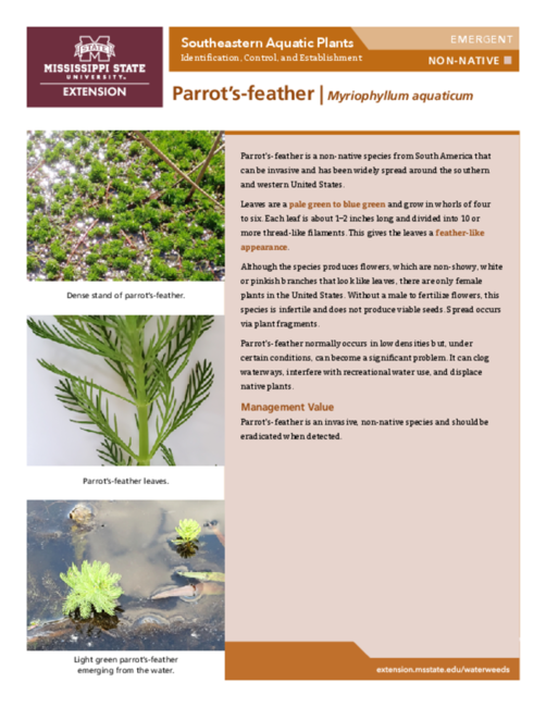 Preview of P3735-29_parrots-feather