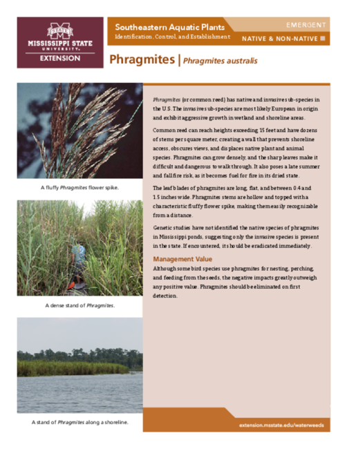 Preview of P3735-30_phragmites