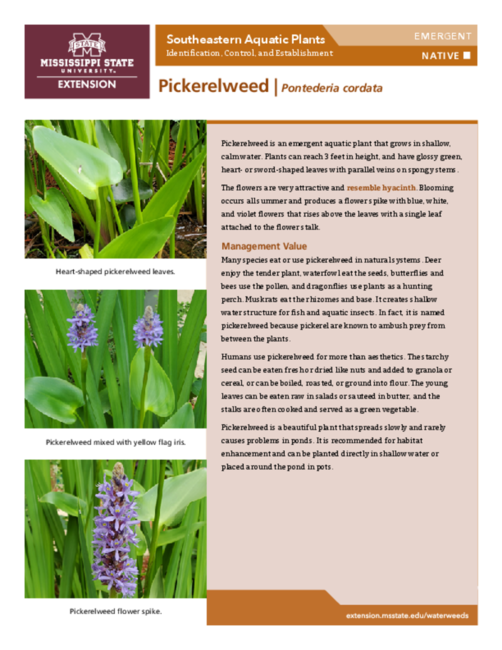 Preview of P3735-31_pickerelweed