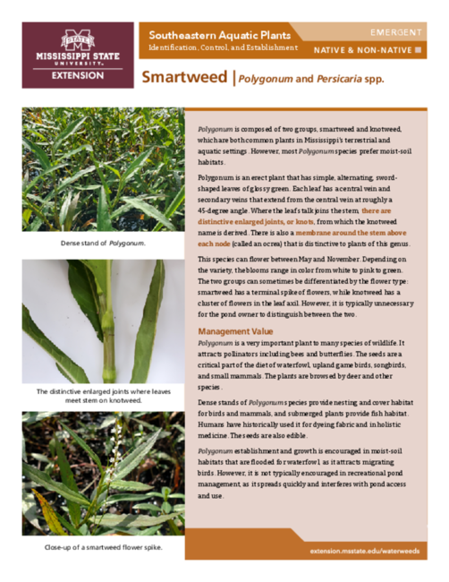 Preview of P3735-32_smartweed