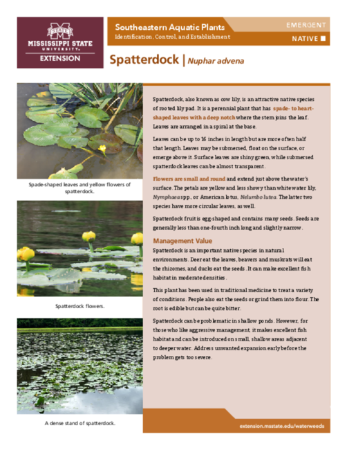 Preview of P3735-33_spatterdock