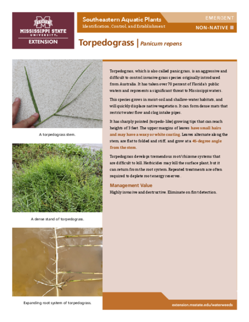 Preview of P3735-34_Torpedograss