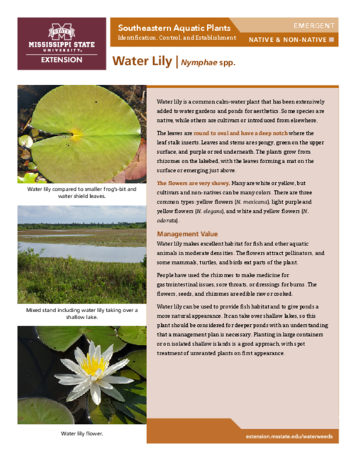 Preview of P3735-35_waterlily