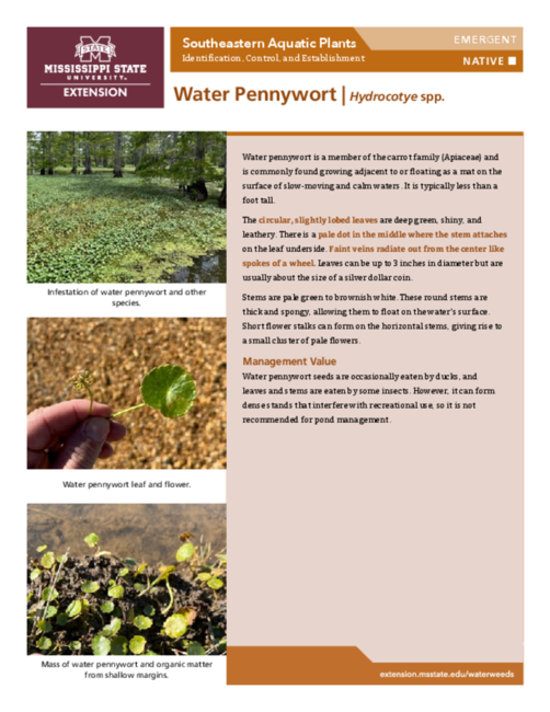 Preview of P3735-36_waterpennywort