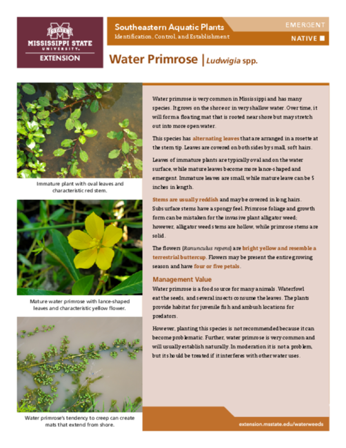 Preview of P3735-37_waterprimrose