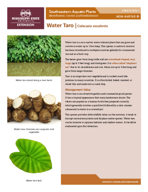 Preview of P3735-39_WaterTaro