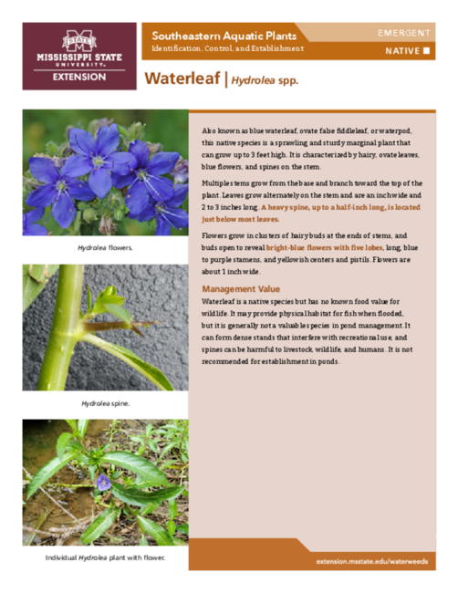 Preview of P3735-40_Waterleaf