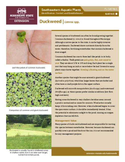 Preview of P3735-42_duckweed