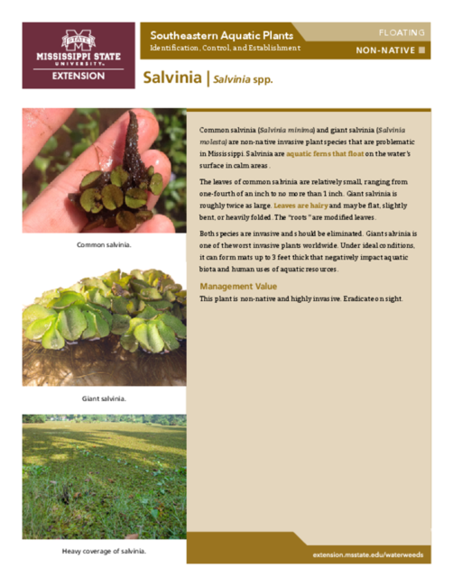 Preview of P3735-44_Salvinia