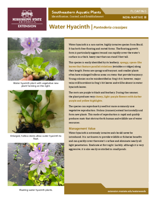 Preview of P3735-45_WaterHyacinth