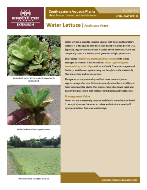 Preview of P3735-46_WaterLettuce