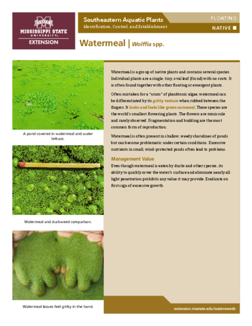 Preview of P3735-47_Watermeal