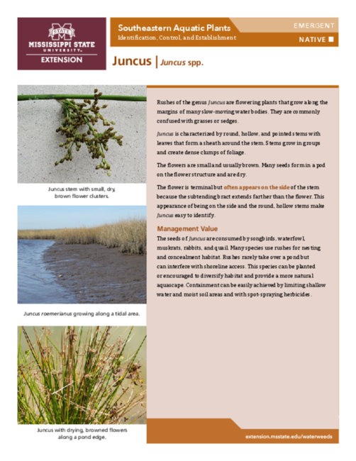 Preview of P3735-26_juncus