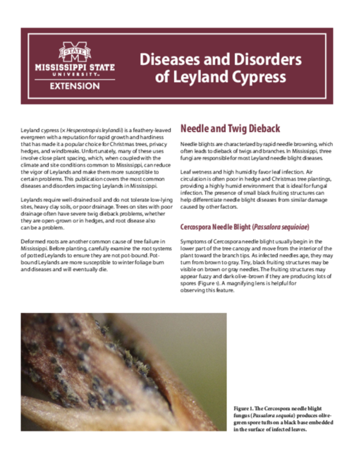 Preview of P3621_web