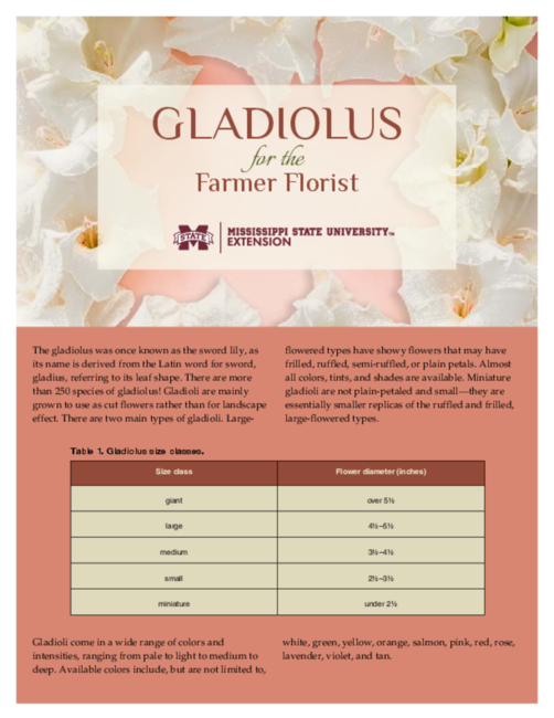 Preview of P3615_Gladiolus_web