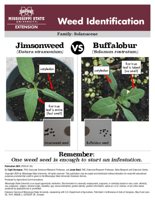 Preview of P3651_web