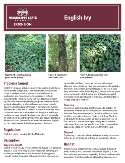 Preview of P3335_web
