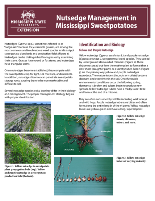 Preview of P2909_web.pdf