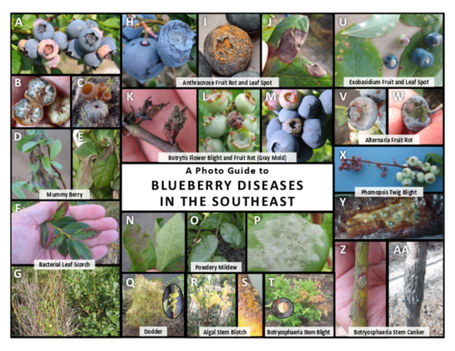 Preview of p4170_web.pdf